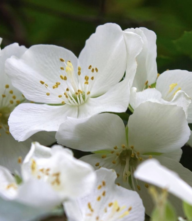 163 - Blooming Skin – Bild 5